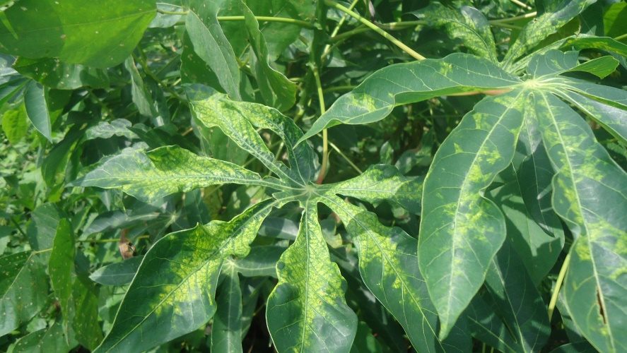 La mosaïque, une maladie redoutable du manioc.